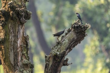 Birds on a Tree Branch in Lush Forest