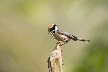 Small bird perched on a branch