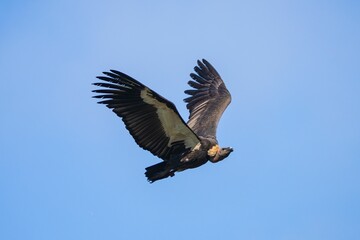 Majestic Condor Soaring in Clear Sky