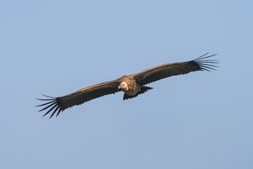 Majestic vulture soaring in clear sky.