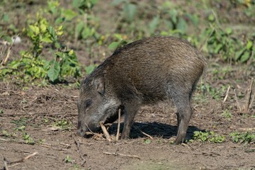 Wild Boar Foraging in Natural Habitat