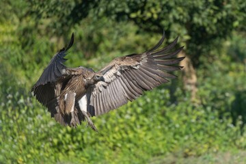 Vulture soaring against a green forest backdrop.