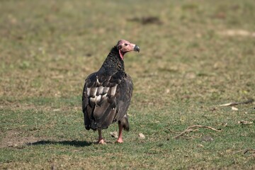Vulture on Grassy Terrain