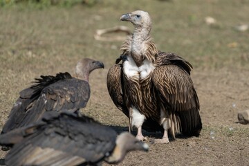 Vultures resting on a grassy field.