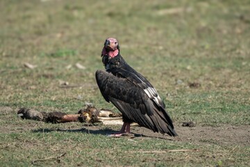 Vulture in natural habitat with carcass.