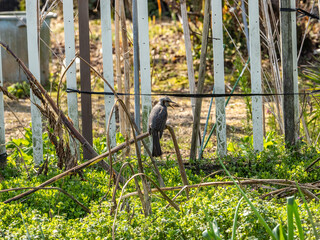 brown eared bulbul on dead stalk