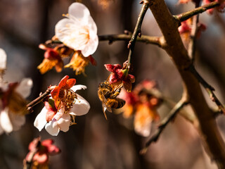 Dying white cherry blossoms 2