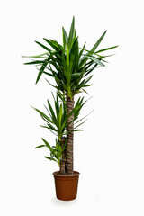 Yucca in a cachepot, isolated on a white background