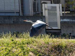 Japanese gray heron swoops over canal bank