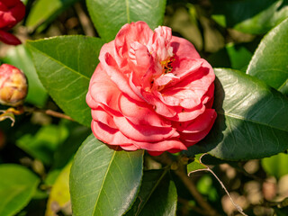 Fancy red Camellia flowers in Fukuoka park 3