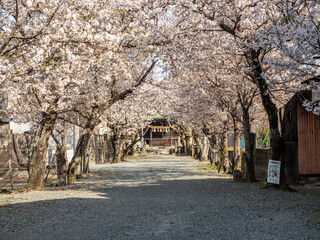 Cherry Trees bloom in front of a shrine 1