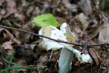 A close-up shows a mushroom with a white-brown cap and stem breaking through fallen leaves and...