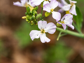 wild radish flowers in bloom near Yanagawa Japan 1