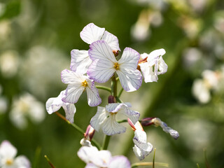 wild radish flowers in bloom near Yanagawa Japan 2