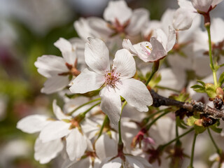 White cherry blossoms in small Japanese park 13