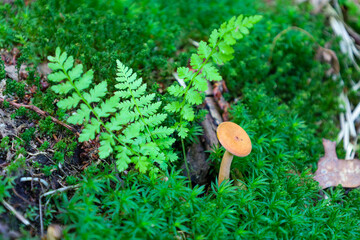 A delicate small mushroom with an orange cap grows among dense green moss and vibrant fern. This...