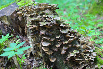 An old stump is covered with numerous bracket fungi and green moss, creating a picturesque element of the forest landscape. The natural process of wood decomposition is an integral part of the forest 