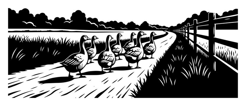 Geese crossing farm road vector engraving &ndash; gaggle of domestic geese waddling along dirt track beside fence