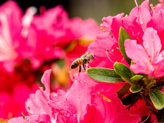 small honey bee on bright red flowers