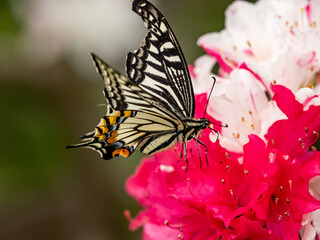 Chinese Yellow Swallowtail on red flowers