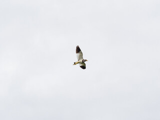 gray-headed lapwing flying over rice fields