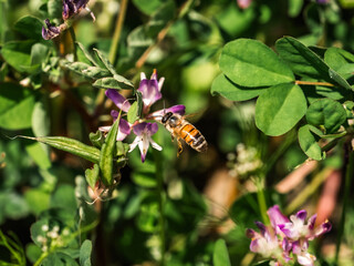 small honey bee on wildflowers 2