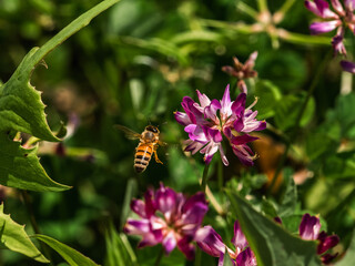 small honey bee on wildflowers 7