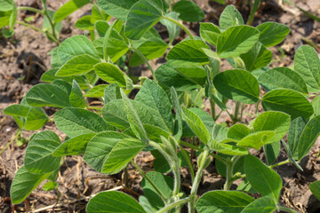 Young, green soybean sprouts grow in a field, their leaves unfurling under the sunlight. This image...