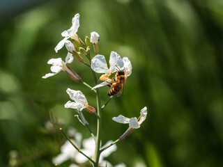 small honey bee on wildflowers 8