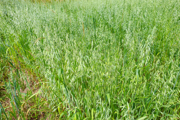 A wide field of dense, unripe green oats stretches under the open sky, creating a feeling of...