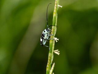 speckled long-horned beetle medium shot