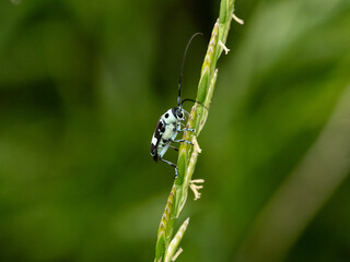 speckled long-horned beetle wide shot