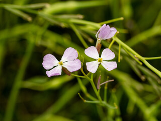 wild radish flowers in bloom near Yanagawa Japan 5