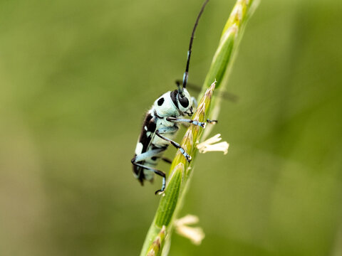 speckled long-horned beetle close up 2