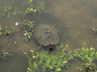 invasive pond slider in Japanese canal