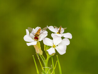 marmalade hover flies on wild radish flowers