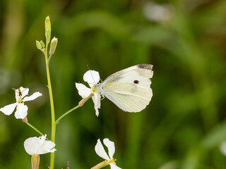 small white butterfly on small wildflowers 5