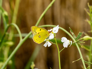 small clouded yellow butterfly on white flowers