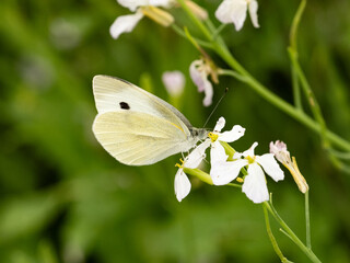 small white butterfly on small wildflowers 8
