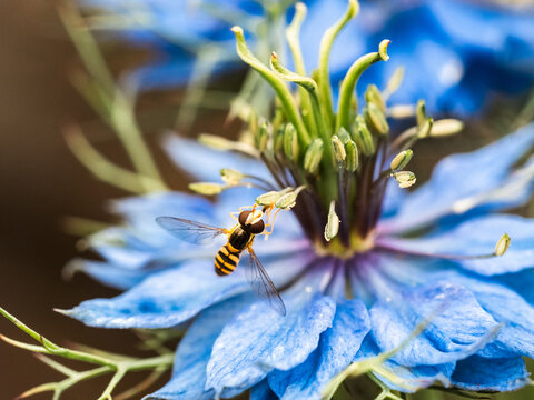 marmalade hover fly macro 2