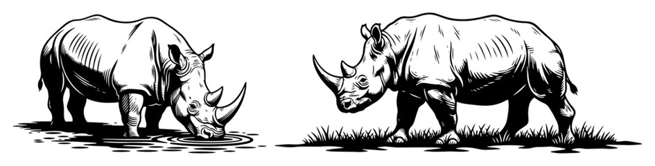 Obraz premium two rhinoceroses in black and white style, one grazing and one walking, detailed vector