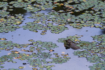 池の中のカエル