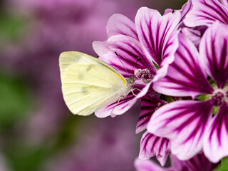 small white butterfly on large striped flowers 2
