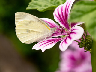 small white butterfly on large striped flowers 3