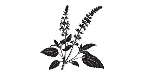 Detailed black and white illustration of a flowering herb plant silhouette