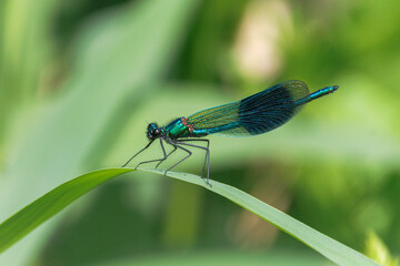 close up of damselfly on a leaf