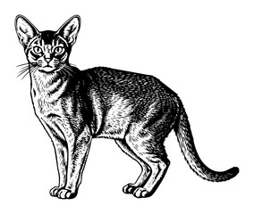 realistic cat black and white vector illustration