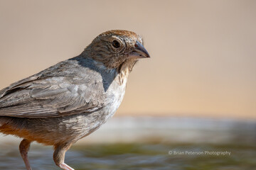 Canyon towhee closeup at the birdbath