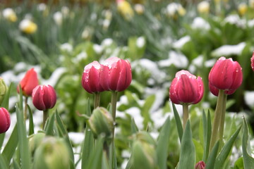 Tulips in the garden, Sainte-Apolline, Québec, Canada