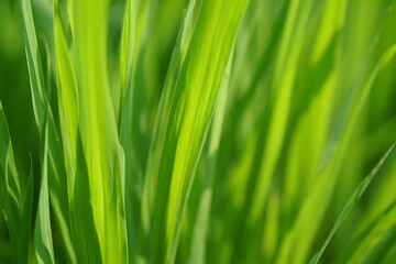 Vibrant Green Grass Blades Close Up Nature's Lush Texture and Serenity